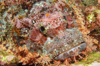 Underwater photo Close-up of fringed scorpionfish (Scorpaenopsis oxycephalus) Lurking hunter lies