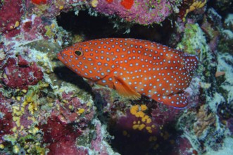 Underwater photo of jewel grouper (Cephalopholis miniata) Jewel grouper Jewel grouper swimming