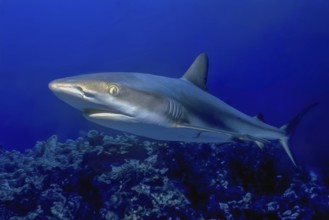 Underwater photo close-up of Caribbean Reef Shark (Carcharhinus perezi) swimming in front of