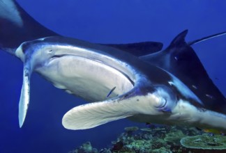 Underwater photo head portrait close-up of manta ray (Mobula birostris) devil ray manta ray swims