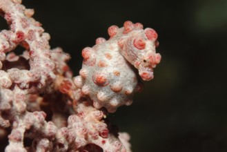 Underwater photo of pregnant female pygmy seahorse (Hippocampus bargibanti) sitting on gorgonian
