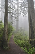 An inviting forest path surrounded by misty trees, coast redwood (Sequoia sempervirens), leads into