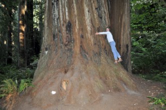 Woman hugging the imposing base of a massive tree trunk, coast redwood (Sequoia sempervirens), in