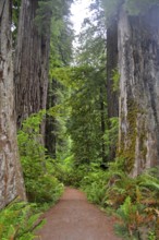 A narrow path leads through giant sequoia trees, coast redwood (Sequoia sempervirens), surrounded