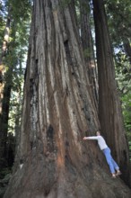 Woman hugging a massive tree trunk, coast redwood (Sequoia sempervirens), in a forest surrounded by