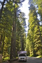 An RV drives through a redwood forest on a sunlit road, coast redwood (Sequoia sempervirens),