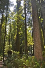 Light-flooded forest with tall trees, coast redwood (Sequoia sempervirens), peaceful atmosphere,
