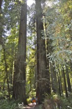 Group of people exploring a sparse forest with impressive trees, coast redwood (Sequoia