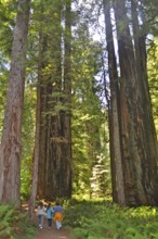 Group of people walking on a forest trail with tall trees, Redwood National Park, California, USA