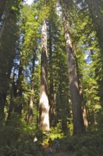 Two people walking on a path in the forest under tall trees, coast redwood (Sequoia sempervirens),