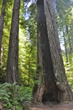 Imposing trunks of coast redwoods (Sequoia sempervirens) in a shady forest, quiet atmosphere,