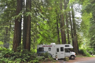 Motorhome in a green forest, surrounded by tall trees, coast redwood (Sequoia sempervirens),