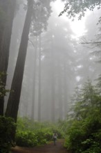 A person walks on a path through the misty, mysterious redwood forest, coast redwood (Sequoia