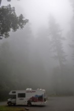 A motorhome stands in the misty redwood forest, coast redwood (Sequoia sempervirens), creating a