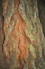 Close-up of patterned tree bark with greenish and reddish tones, from coast redwood (Sequoia