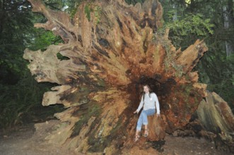 A woman sits in a large fallen redwood stump in the forest, Coast redwood (Sequoia sempervirens),