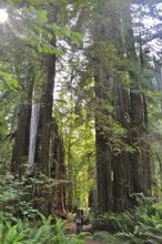 Hiker on a trail surrounded by majestic redwood trees, coast redwood (Sequoia sempervirens),