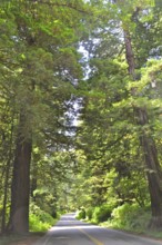 Forest road lined with tall trees, coast redwood (Sequoia sempervirens), sunny atmosphere, Redwood