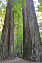 Two people explore a path between huge tree trunks, coast redwood (Sequoia sempervirens), in a