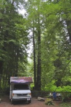 Motorhome in the forest, coast redwood (Sequoia sempervirens), idyllic atmosphere, picnic area,