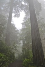A misty forest with tall trees, coast redwoods (Sequoia sempervirens), and a narrow path that