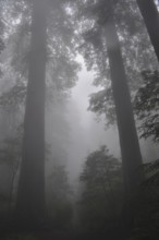 Dense fog surrounds tall redwood trees, coast redwood (Sequoia sempervirens), in the dark,