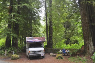 Motorhome next to picnic tables in a green forest, coast redwood (Sequoia sempervirens), a feeling