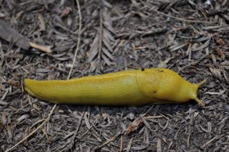 Banana slug (Ariolimax stramineus) on dry forest floor, bright yellow contrasts with the dark soil,