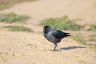 A western jackdaw (Coloeus monedula) searches for food in a sandy area on a sunny day. Czech