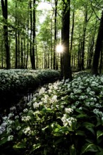 Sunlight breaks through the trees in a dense forest full of wild garlic (Allium ursinum), Bagno,