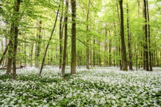 A blooming spring forest with a carpet of white wild garlic (Allium ursinum) and tall trees, Bagno,