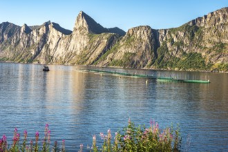 Salmon farm, aquaculture in the Mefjord on Senja island, in the background the peak of famous Segla
