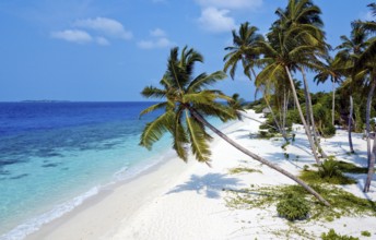 Bird's eye view of turquoise blue lagoon and bright white beach sandy beach beach with coconut