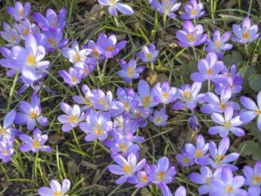 Spring-flowering native elfin crocus (Crocus tommasinianus) small-flowered, Germany