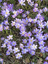 Spring-flowering native elfin crocus (Crocus tommasinianus) small-flowered, Germany