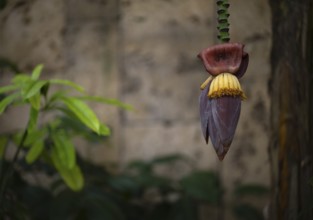 Interior view of banana blossom (banana heart) in the greenhouse, Wilhelma, Zoological-Botanical