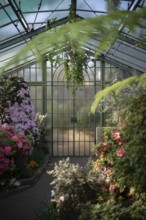 Interior view of azaleas (rhododendrons) in the greenhouse, Wilhelma, Zoological-Botanical Garden,