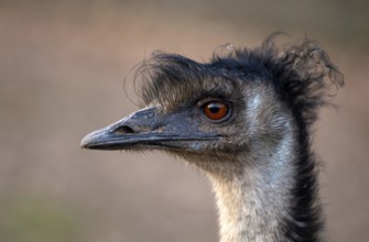 Emu (Dromaius novaehollandiae) captive, animal portrait, Germany