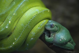 Coral-fingered tree frog (Litoria caerules), sitting on a branch, clinging to green tree python