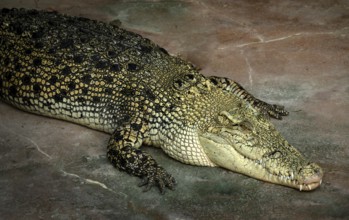White crocodile, also known as saltwater crocodile (Crocodylus porosus), albino, animal portrait,