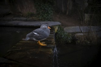 Magellanic steamboat duck (Tachyeres pteneres), captive, Germany