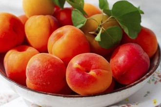 Fresh apricots in a bowl, on a bright table, natural light, top view, no people