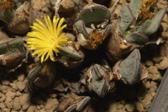 Conophytum bilobum var. elishae, living stones, blooming, flowers, Stellenbosch Botanical Garden,
