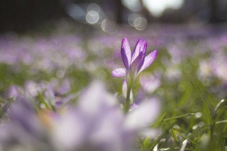There are countless purple crocuses in a meadow in Frankfurt am Main. Spring is just around the