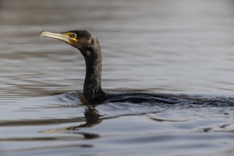 Cormorant (Phalacrocorax carbo), Emsland, Lower Saxony, Germany