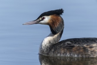 Great Crested Grebe (Podiceps cristatus), Emsland, Lower Saxony, Germany