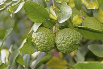 Citrus hystrix, kaffir lime, thai lime, makrut lime, citrus fruit, leaves, Stellenbosch Botanic