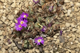 Conophytum bicarinatum, living stones, blooming, flowers, Stellenbosch Botanic Garden, Western