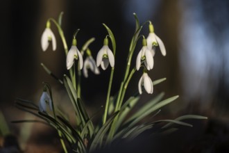 Snowdrop (Galanthus nivalis), Emsland, Lower Saxony, Germany