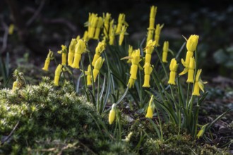 Cyclamen narcissus (Narcissus cyclamineus), Emsland, Lower Saxony, Germany